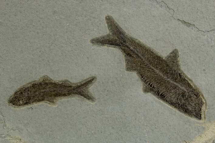 Two Detailed Fossil Fish (Knightia) - Wyoming #327944